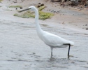 Seidenreiher